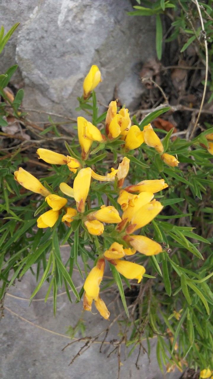 Genista sericea flower