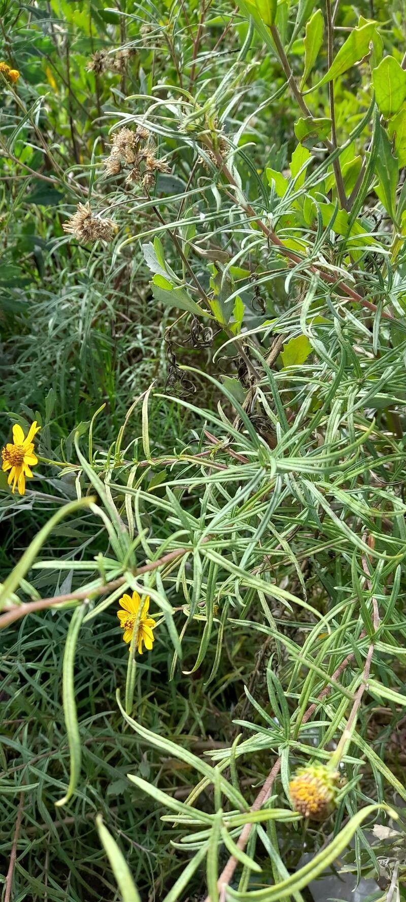 Aldama tukumanensis habit