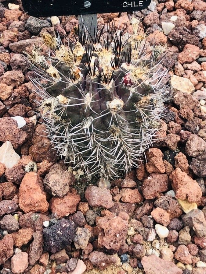 Eriosyce paucicostata — houseplant care guide