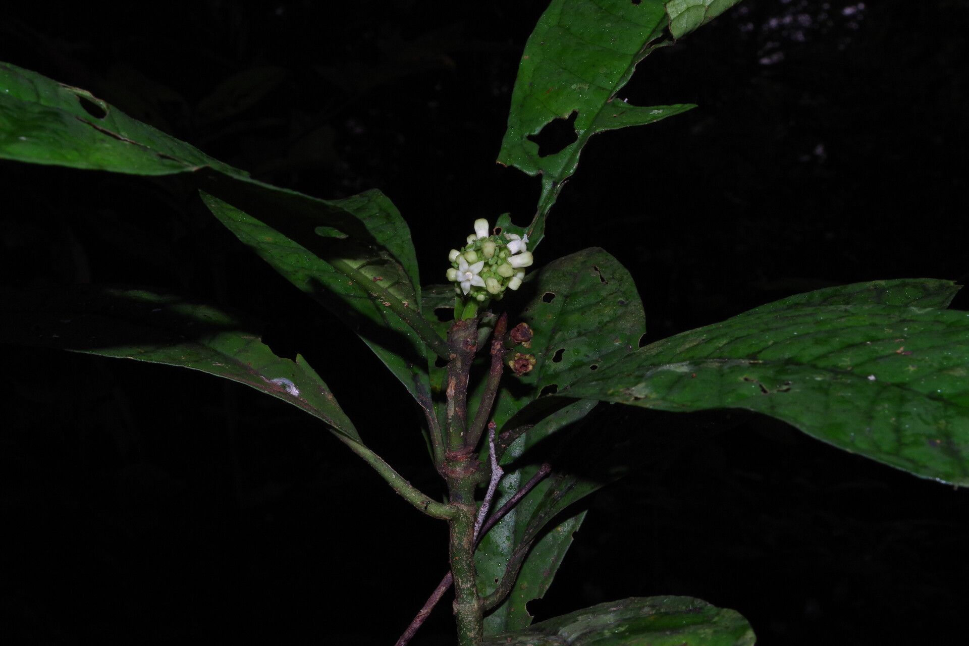 Psychotria issembei flower