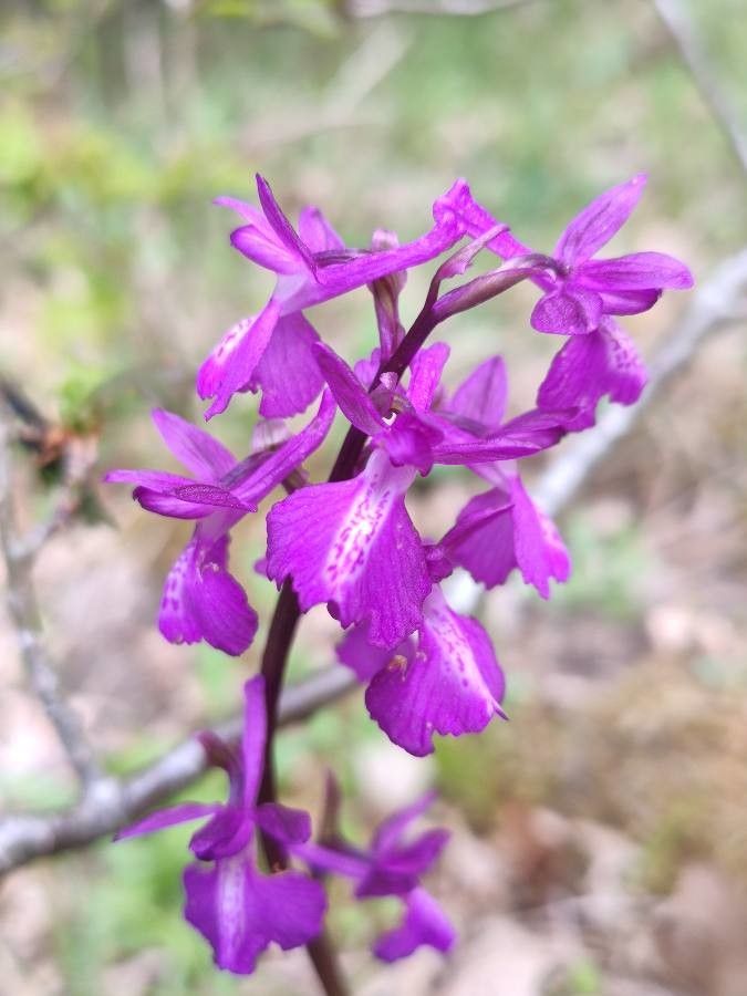 Anacamptis x alata flower