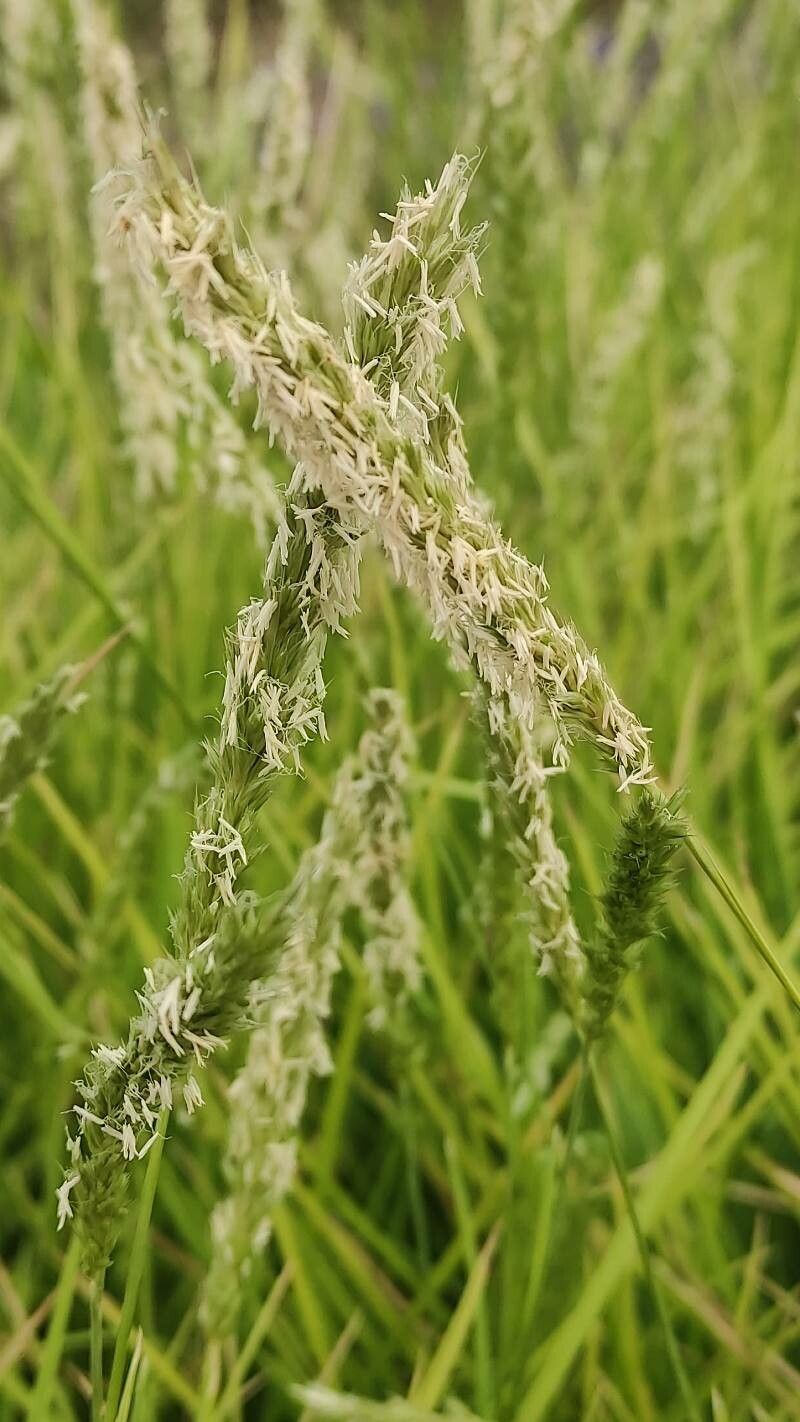 Sesleria autumnalis flower