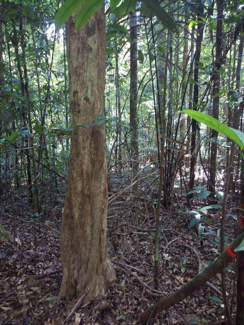Couepia caryophylloides bark