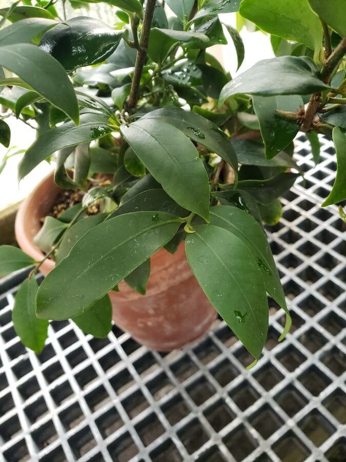 Cleyera japonica leaf