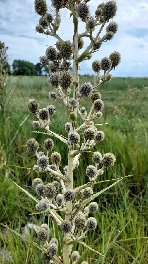Eryngium eburneum — search result for 'Eryngium'