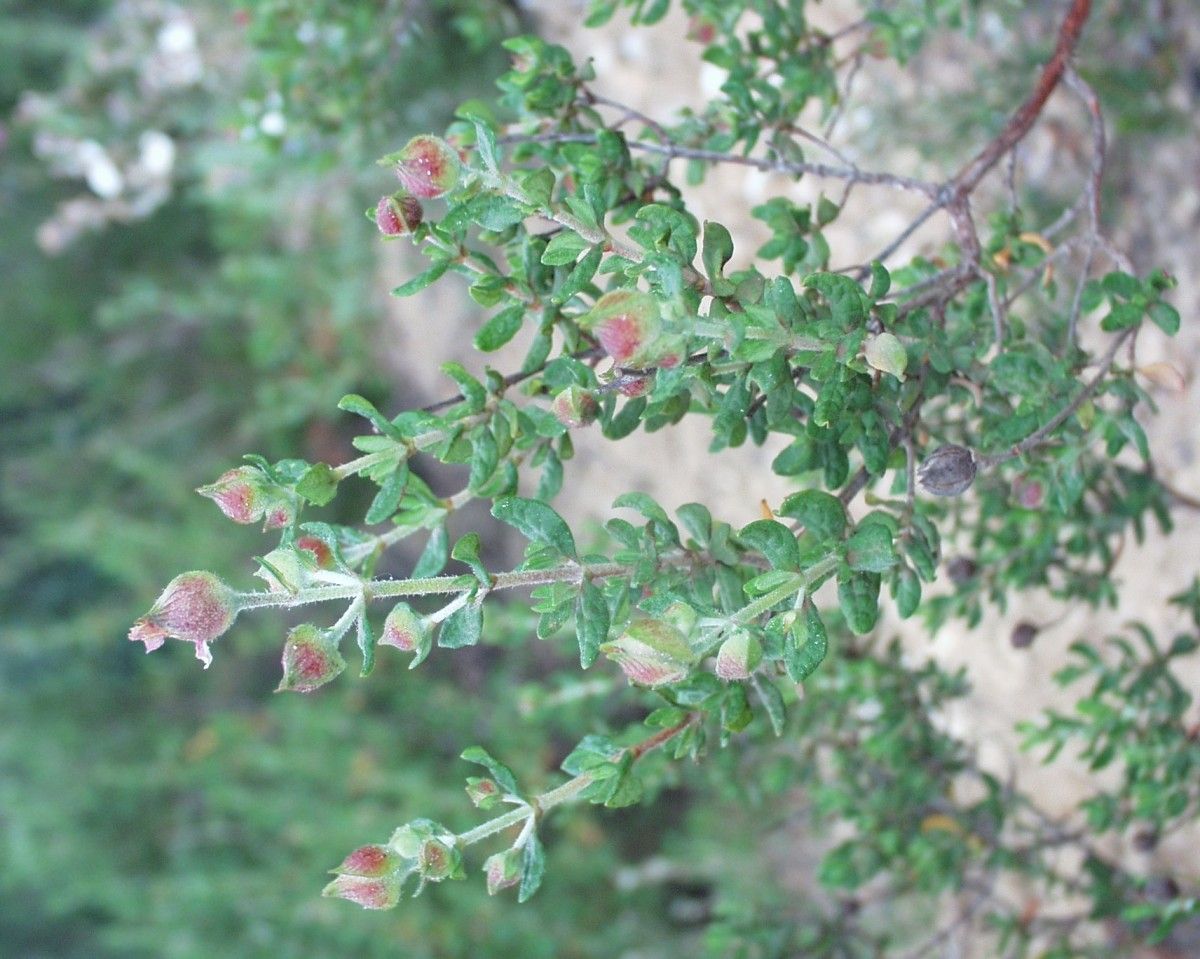 Cistus heterophyllus habit