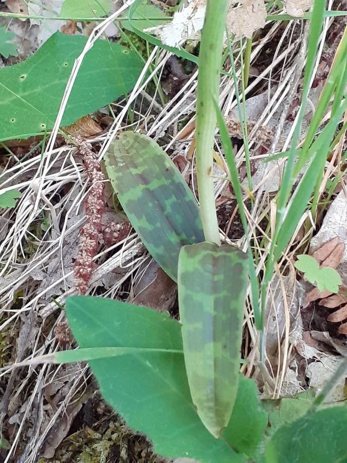 Orchis langei — search result for 'Orchidaceae'