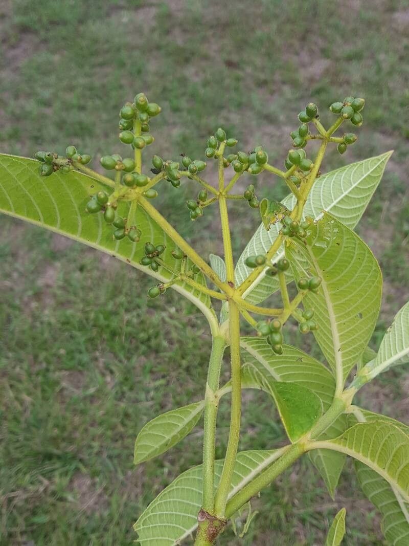 Psychotria micrantha fruit
