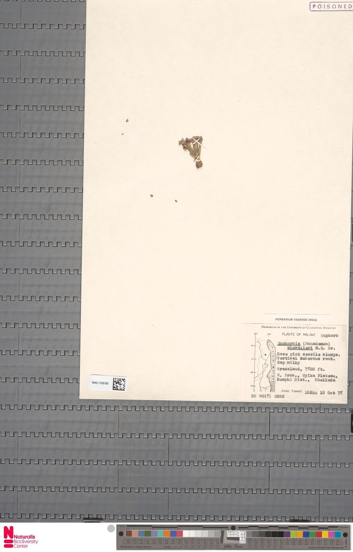 Euphorbia chevalieri — houseplant care guide