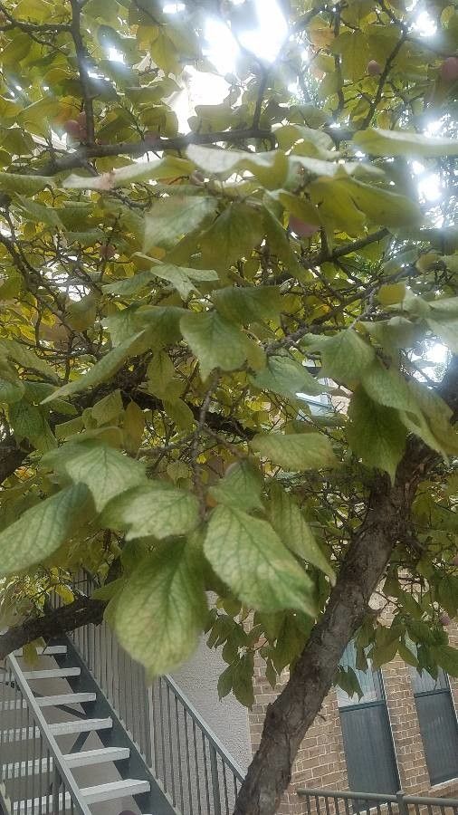 Prunus mexicana — houseplant care guide