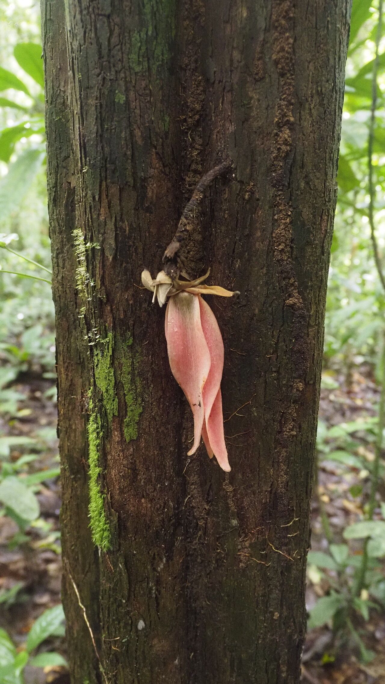 Piptostigma macranthum flower