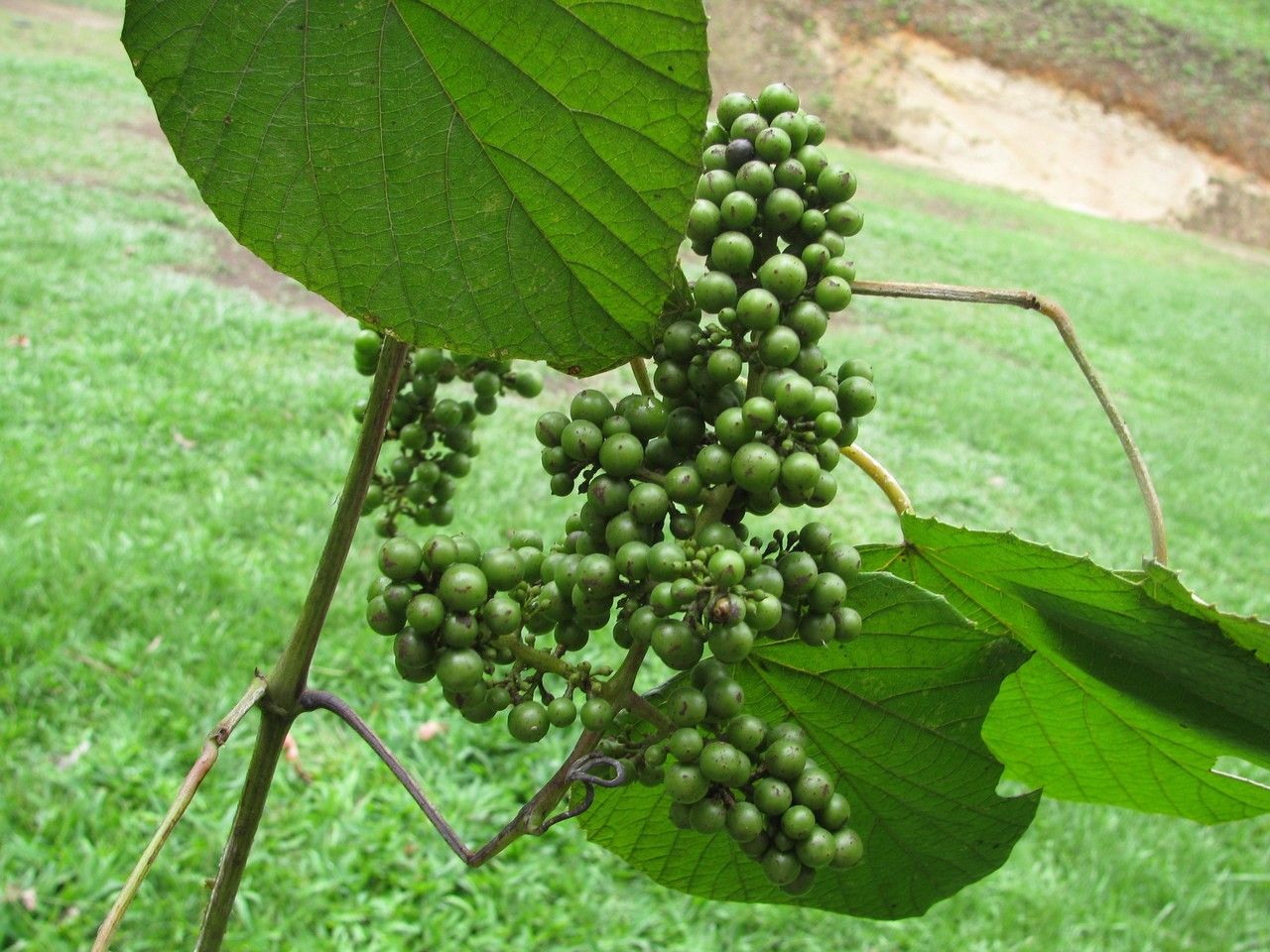 Vitis tiliifolia fruit
