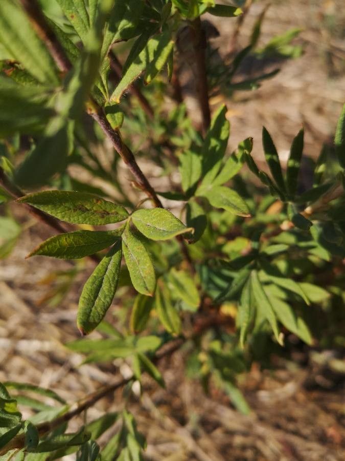 Potentilla millefolia — search result for 'Potentilla'