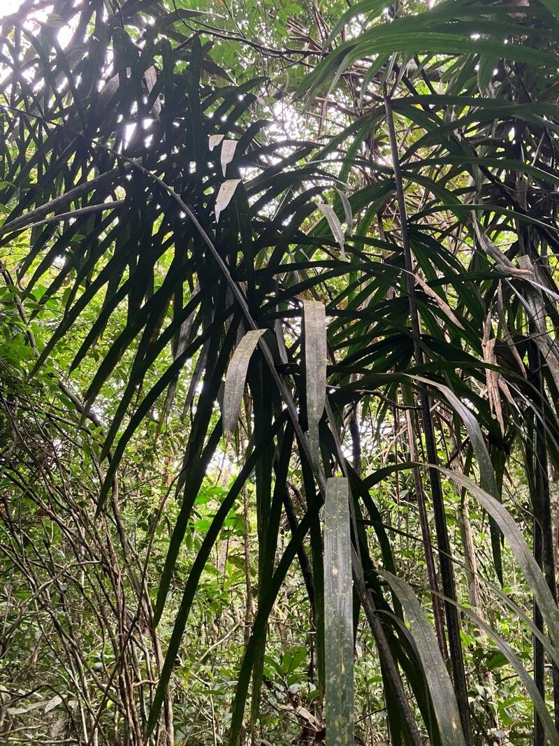 Attalea insignis — houseplant care guide