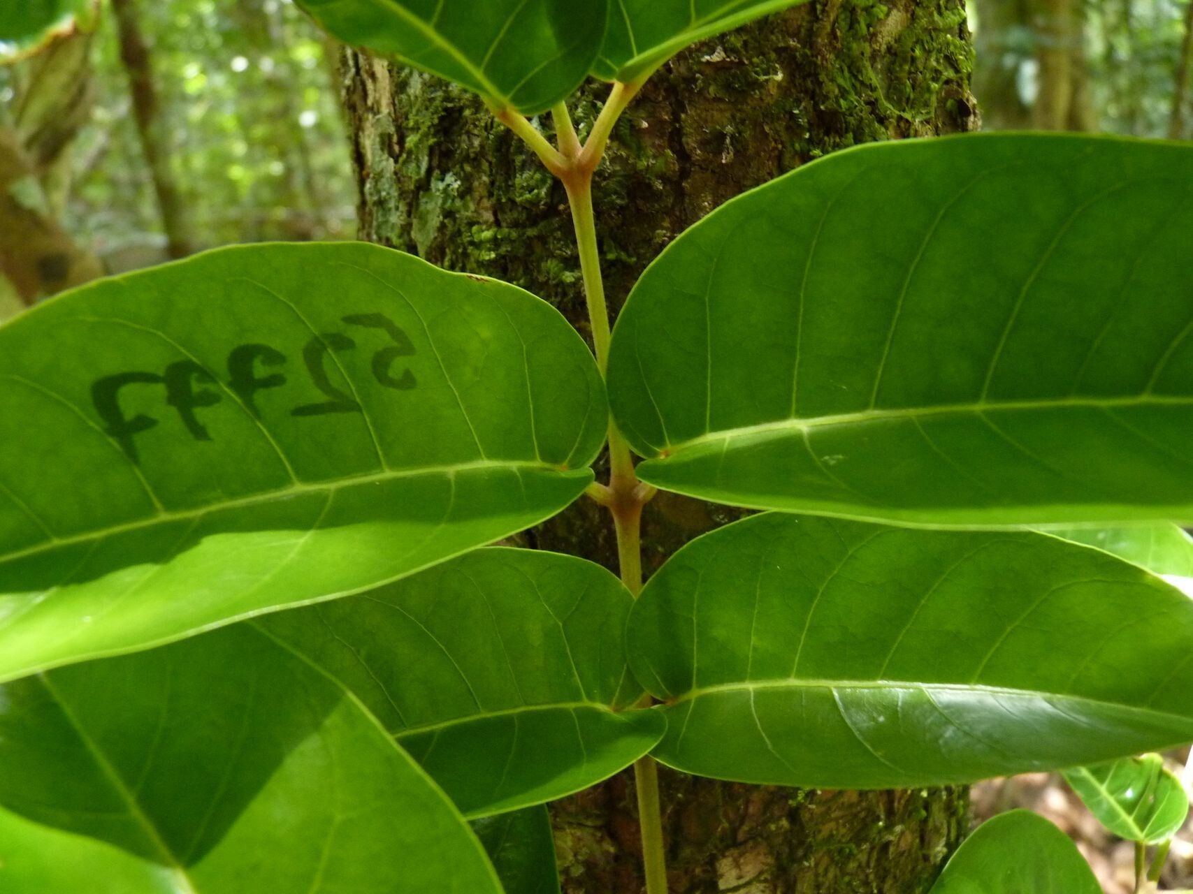 Euroschinus vieillardii leaf