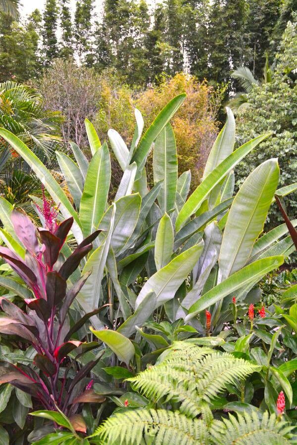 Heliconia pendula — search result for 'Heliconia'