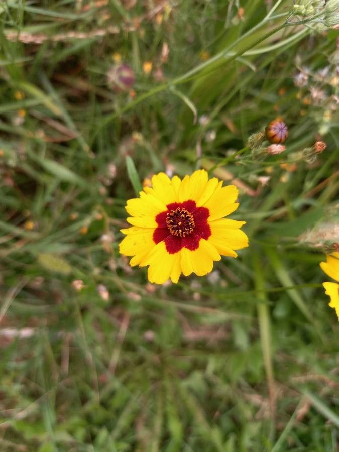 Coreopsis basalis flower