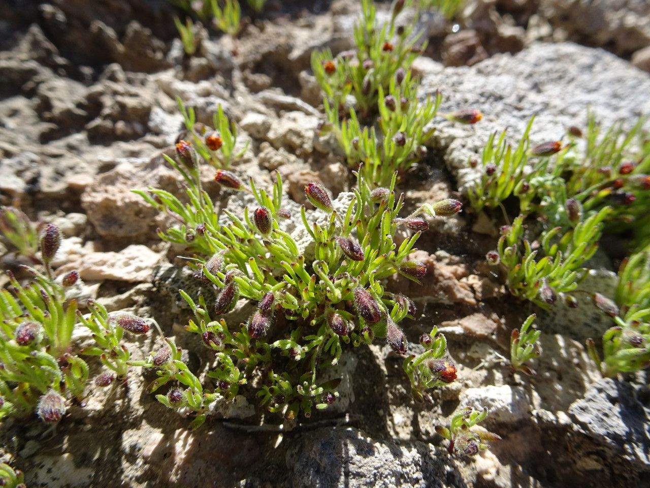 Schkuhria multiflora habit