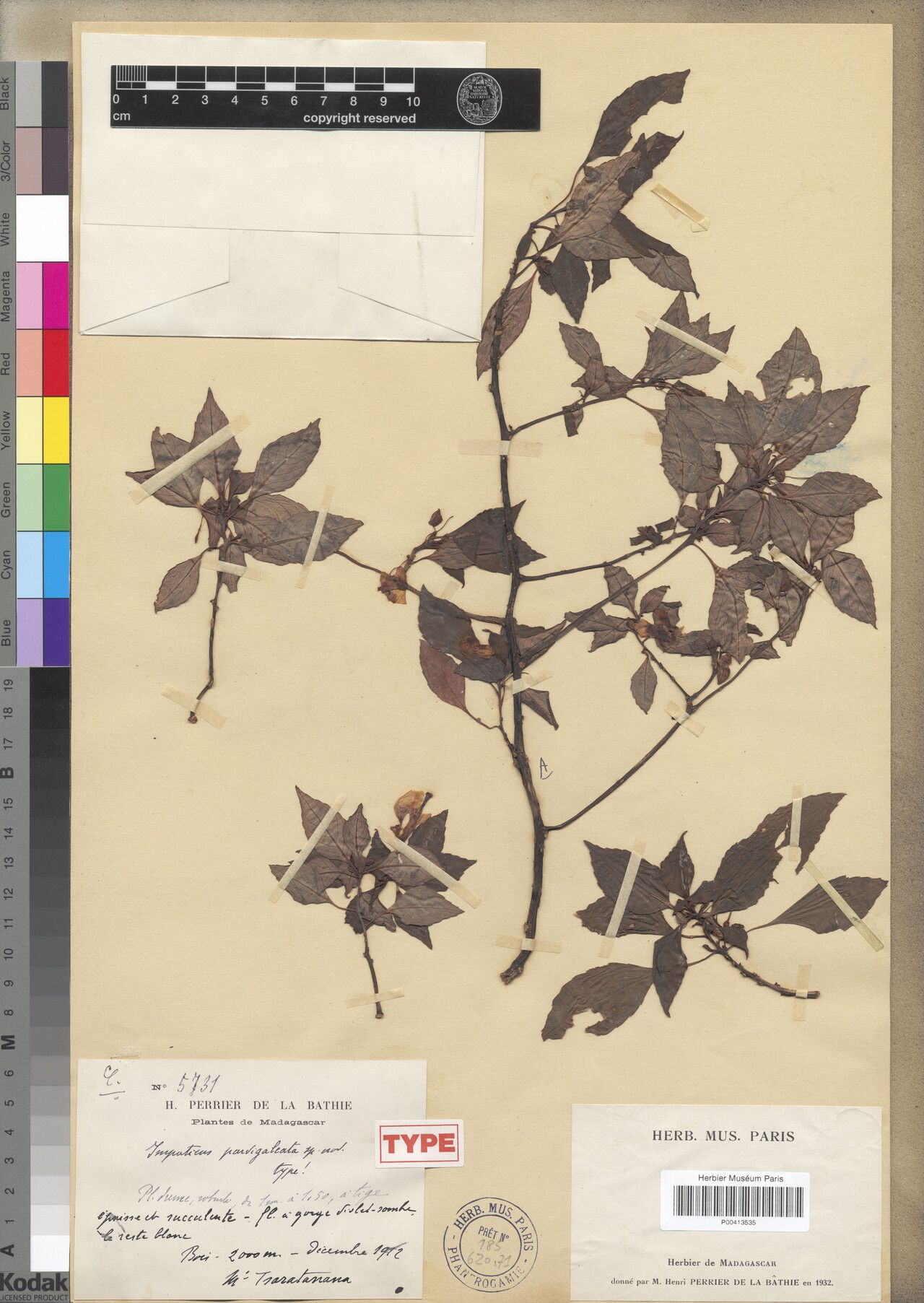 Impatiens parvigaleata — houseplant care guide