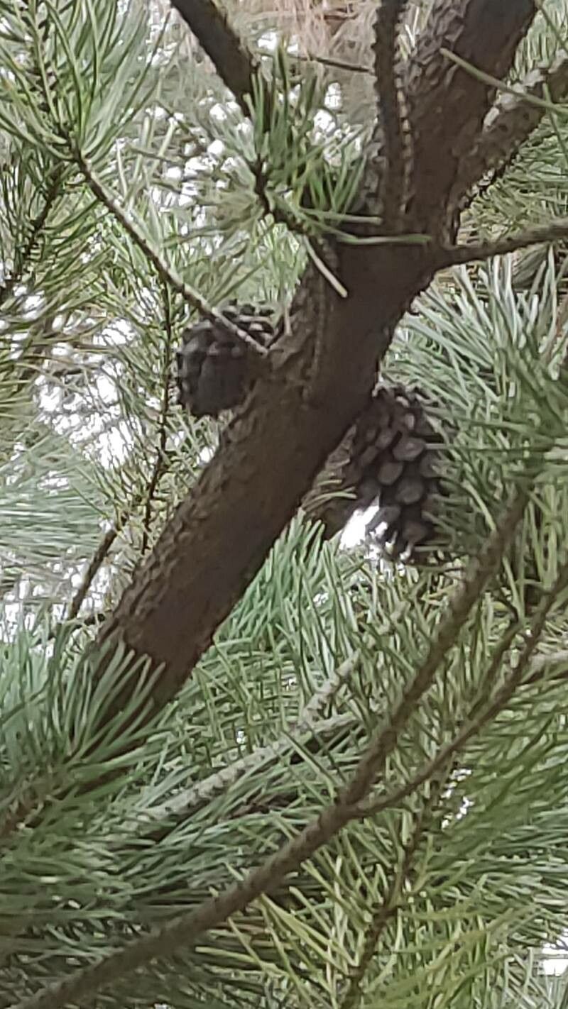 Pinus contorta fruit