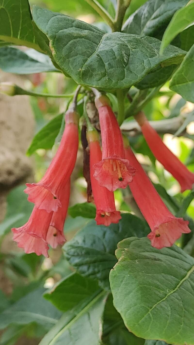 Iochroma gesnerioides flower