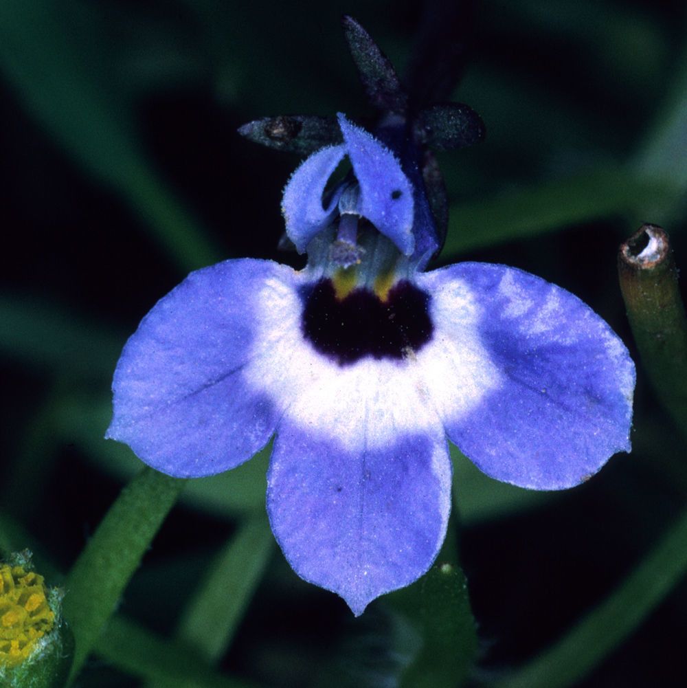 Downingia concolor — related species from the same genus