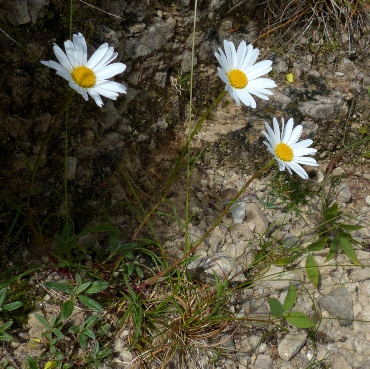 Leucanthemum graminifolium habit