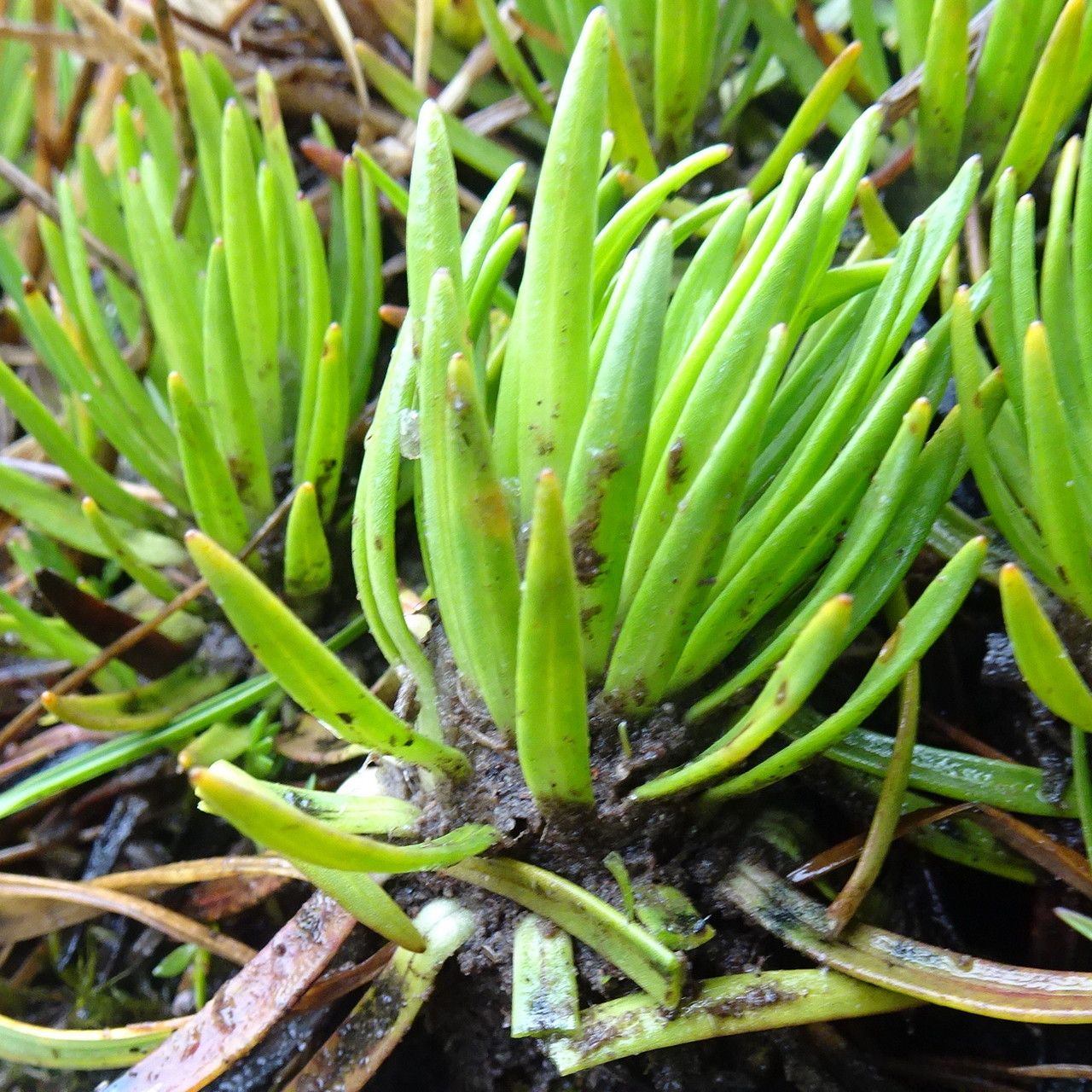 Xenophyllum crassum leaf