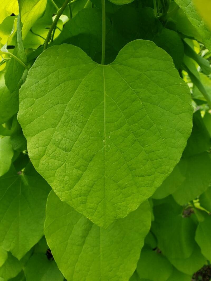 Aristolochia macrophylla leaf