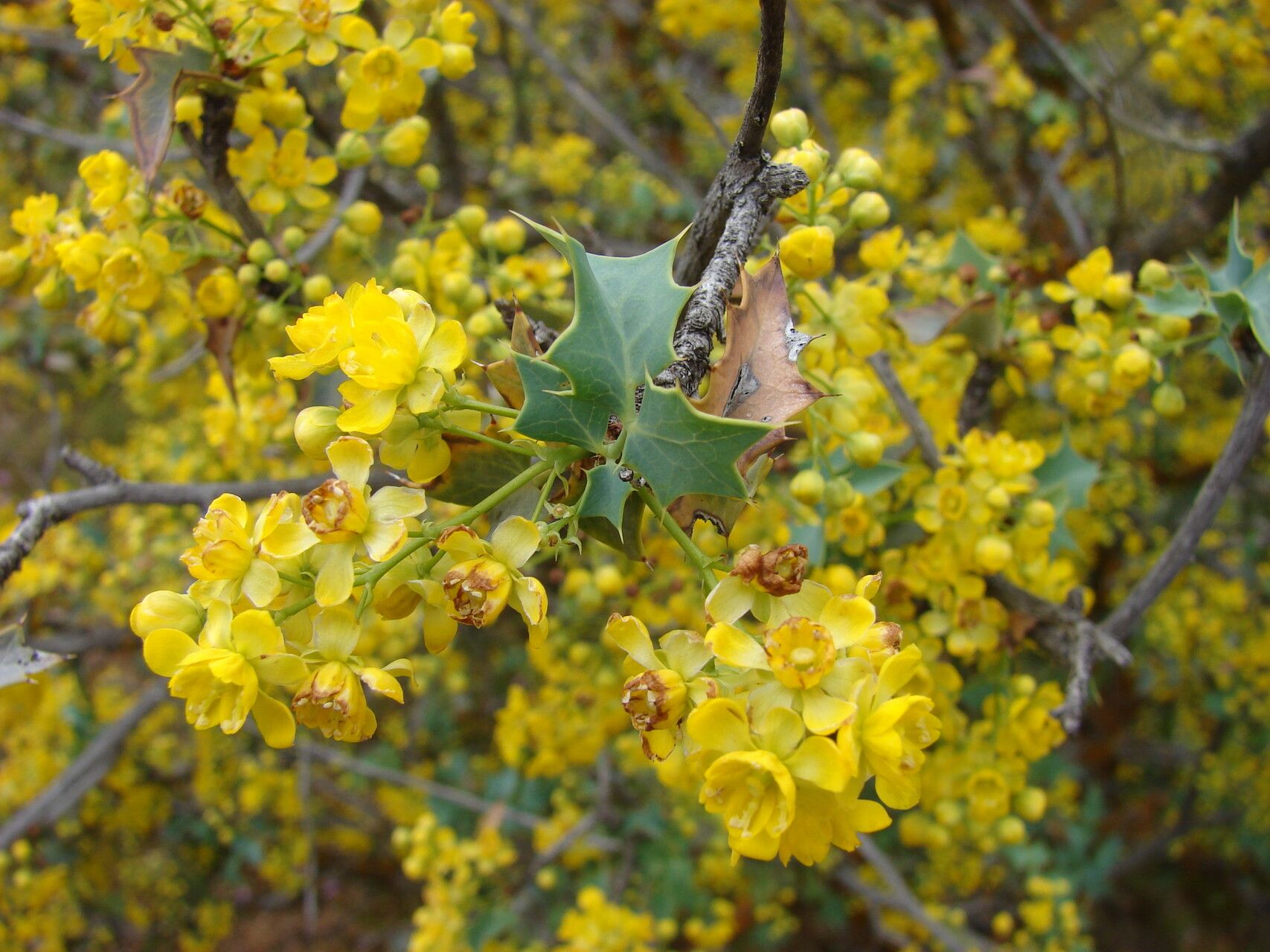 Berberis fremontii flower