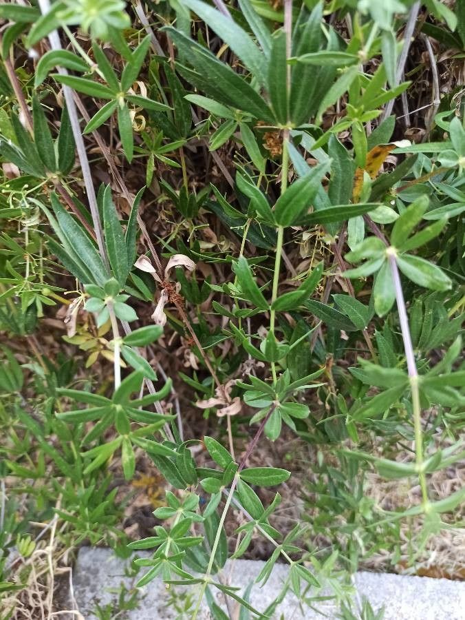 Rubia tenuifolia — houseplant care guide