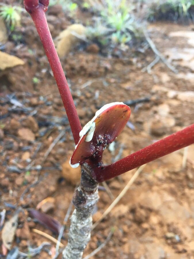 Cunonia macrophylla other