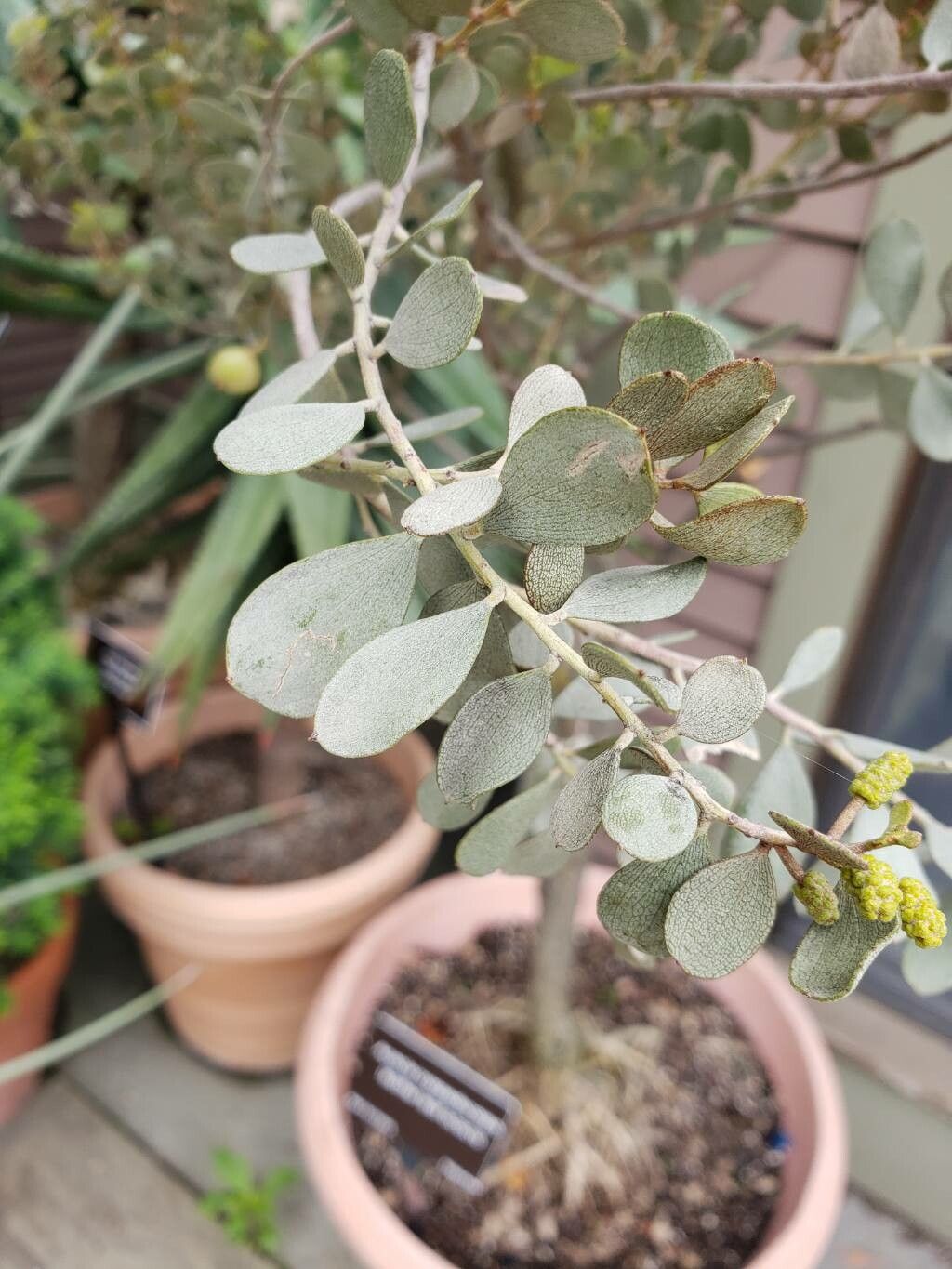 Acacia craspedocarpa — houseplant care guide