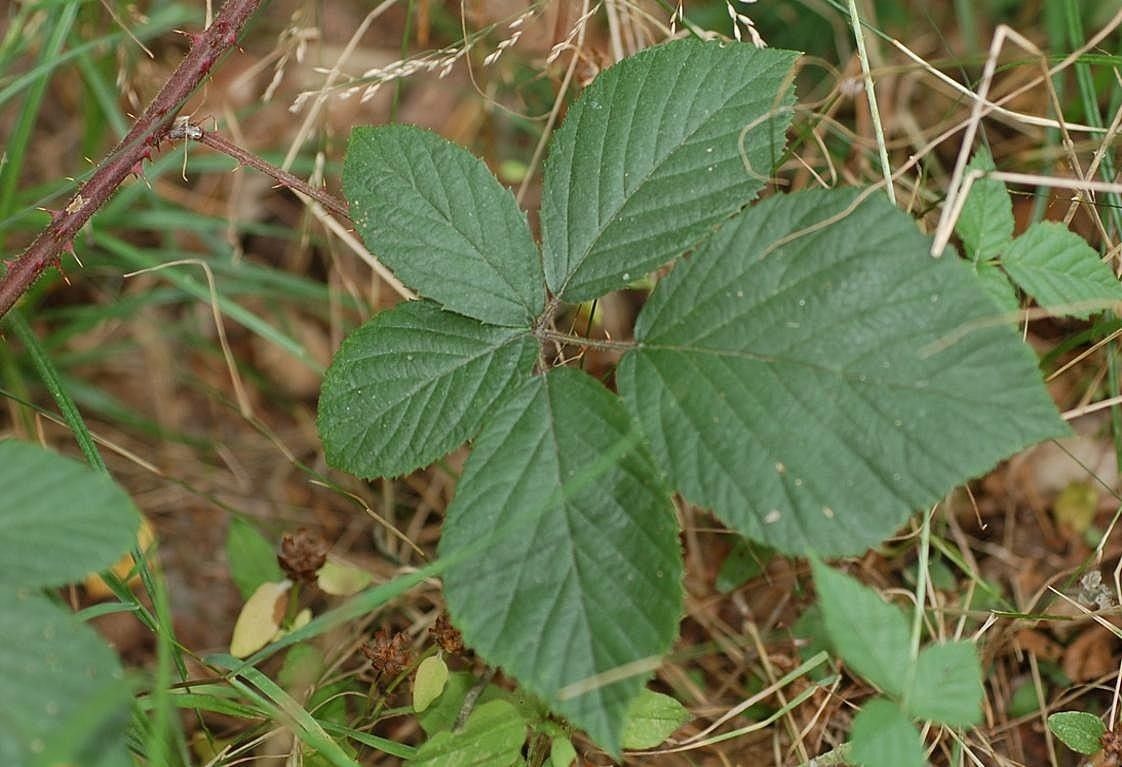 Rubus gracilis leaf
