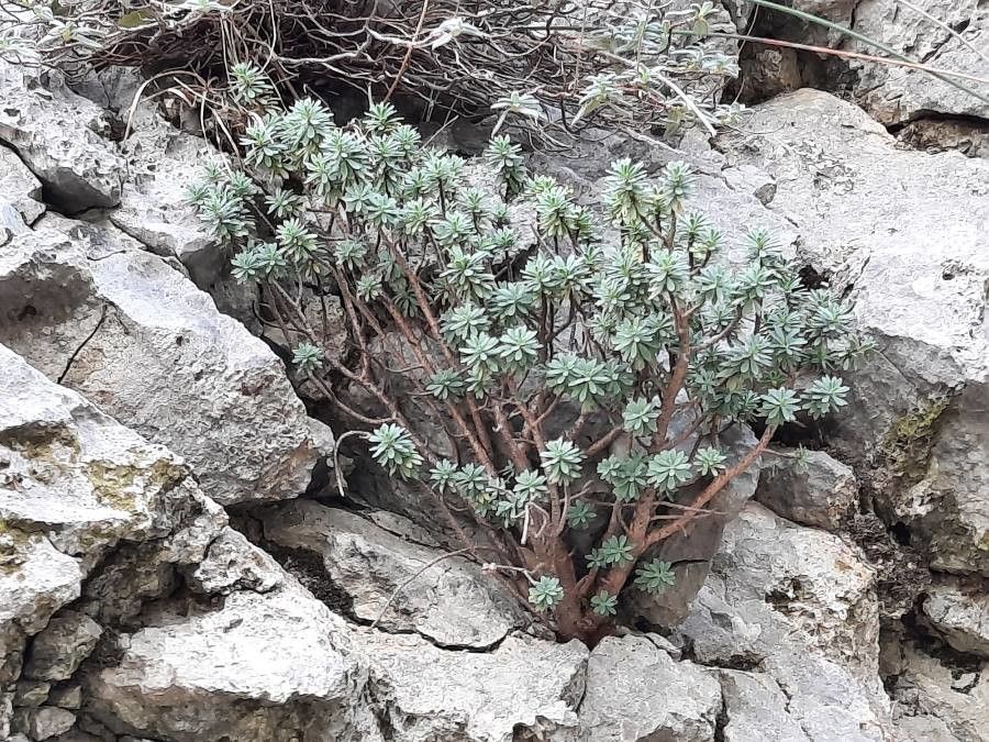 Thymelaea dioica habit