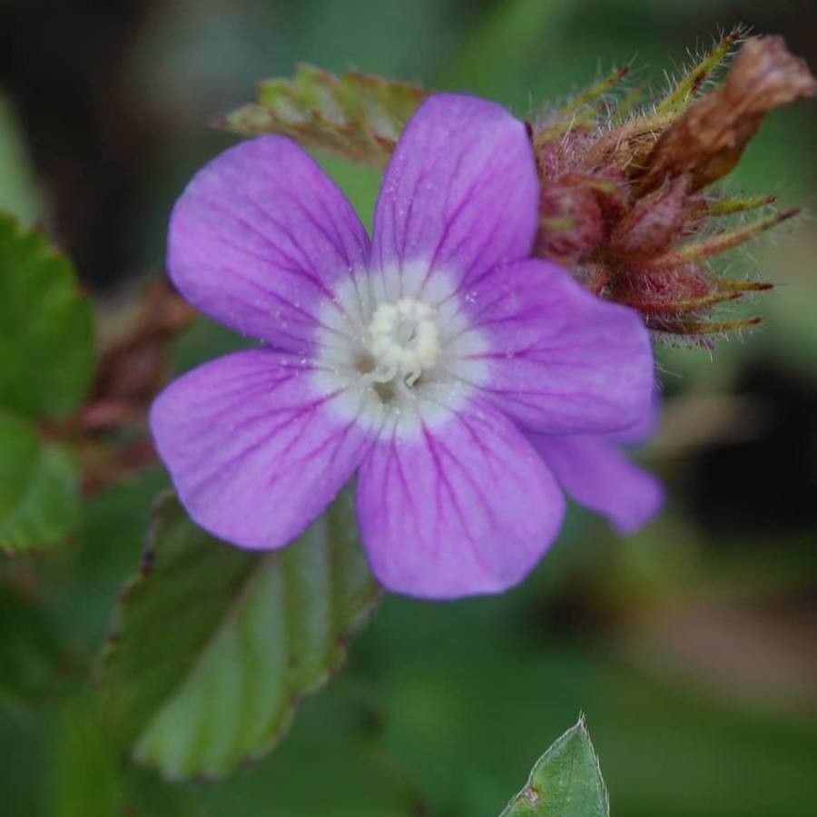 Melochia villosa — houseplant care guide