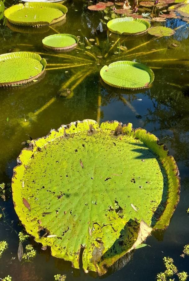 Victoria cruziana habit