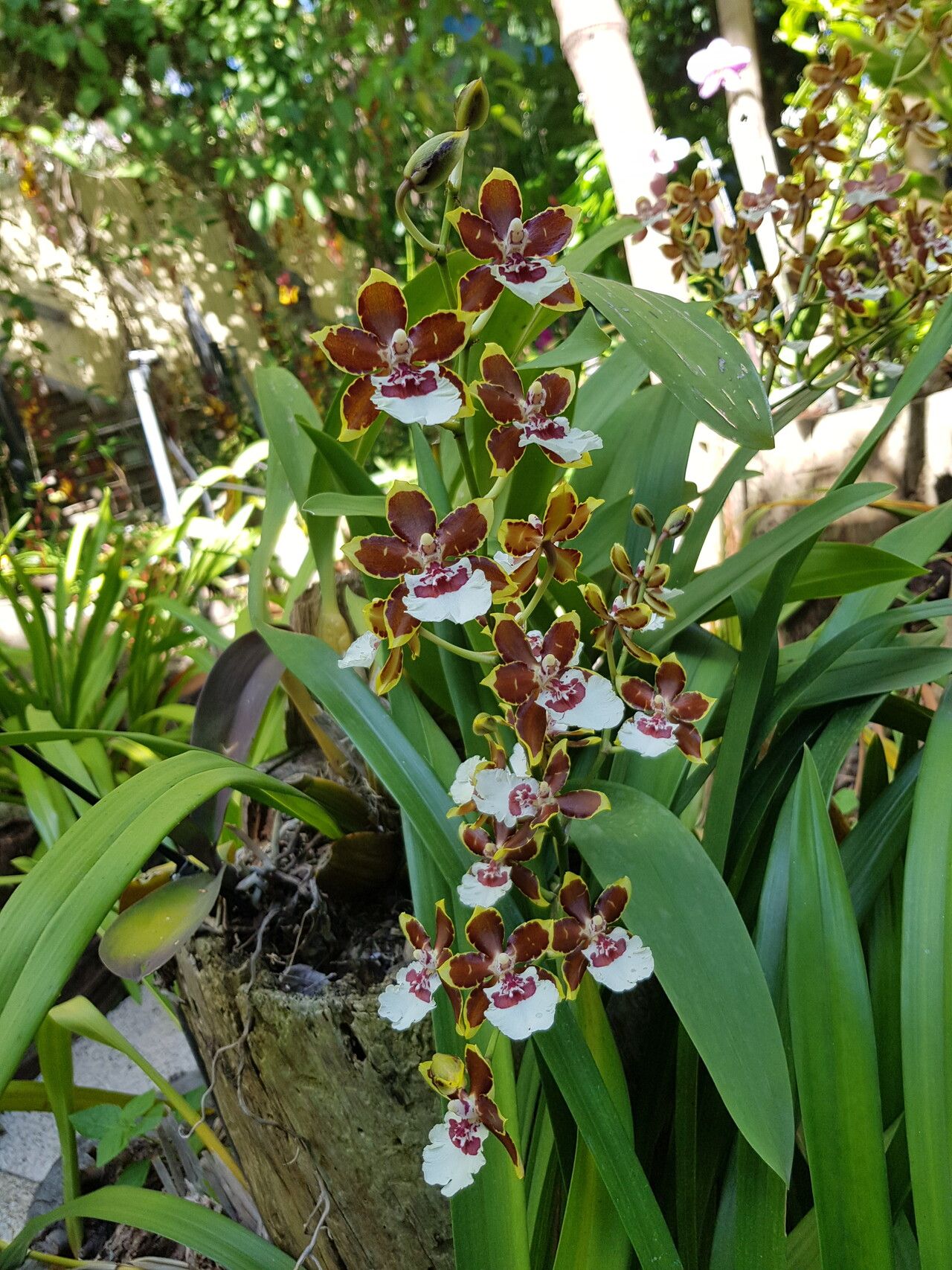 Dendrobium heterocarpum flower