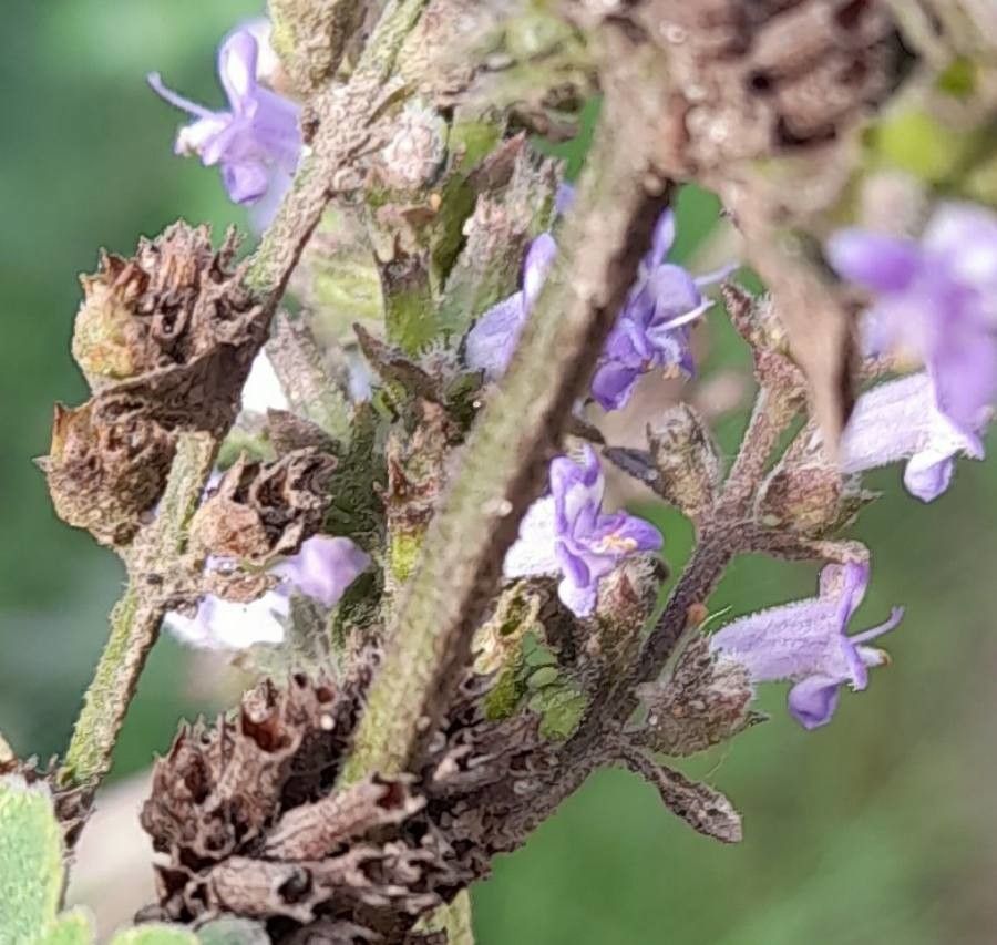 Hyptis mutabilis flower