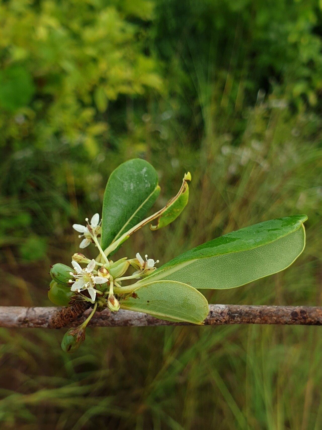Erythroxylum platyclados flower