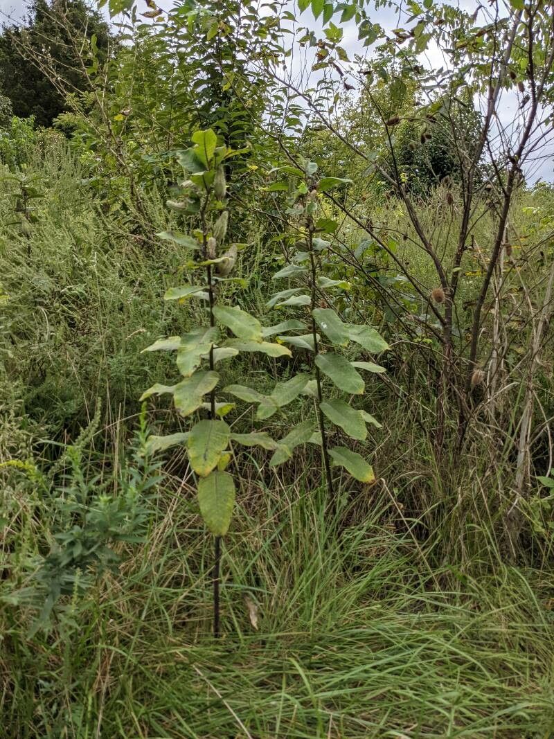 Asclepias viridis flower