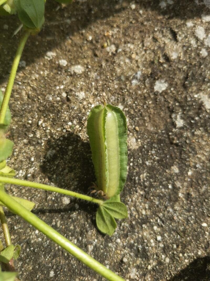 Lotus biflorus fruit