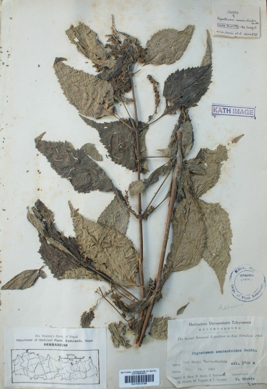 Pogostemon amaranthoides — related species from the same genus