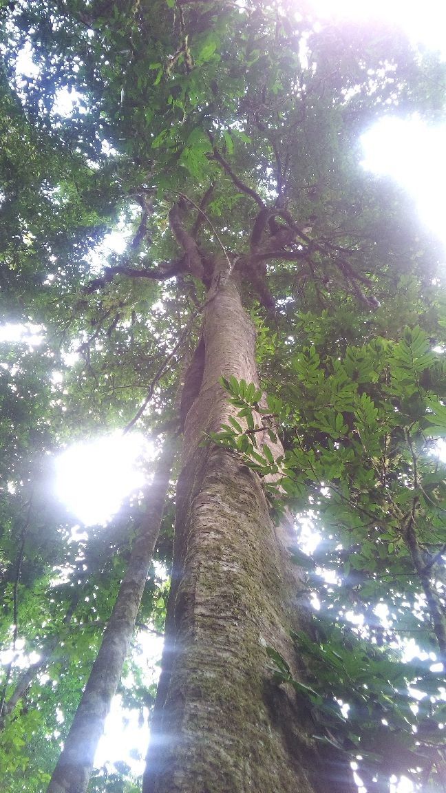 Toxicodendron delavayi habit