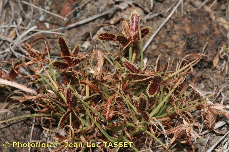 Cyperus teneriffae habit