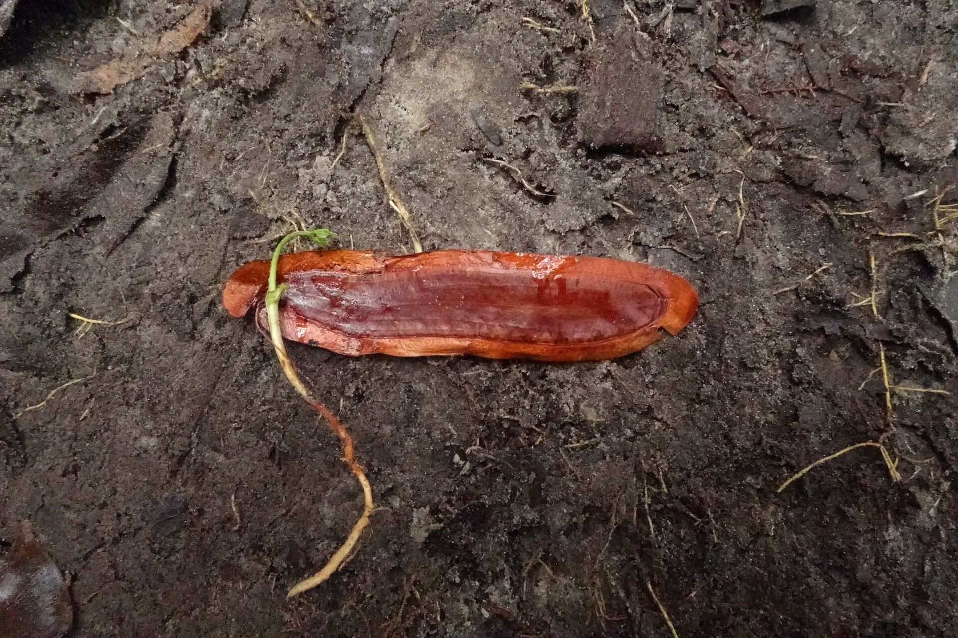 Newtonia duparquetiana fruit