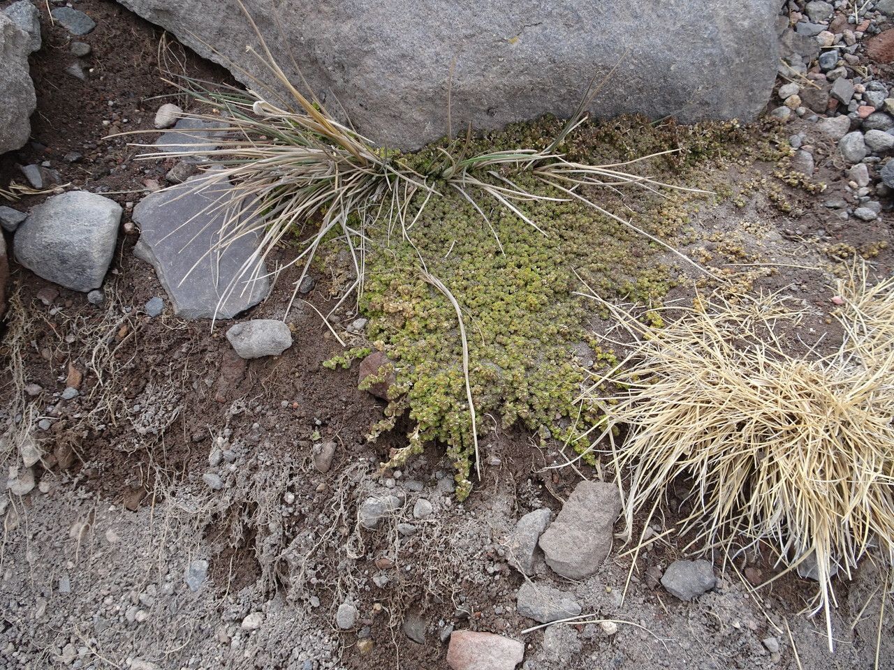 Arenaria bryoides habit