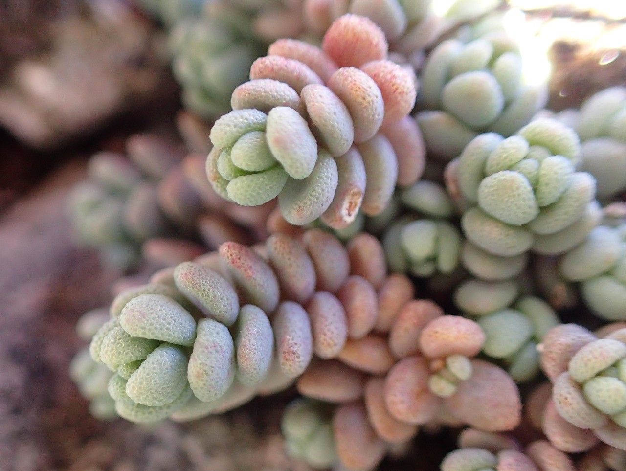 Sedum dasyphyllum fruit