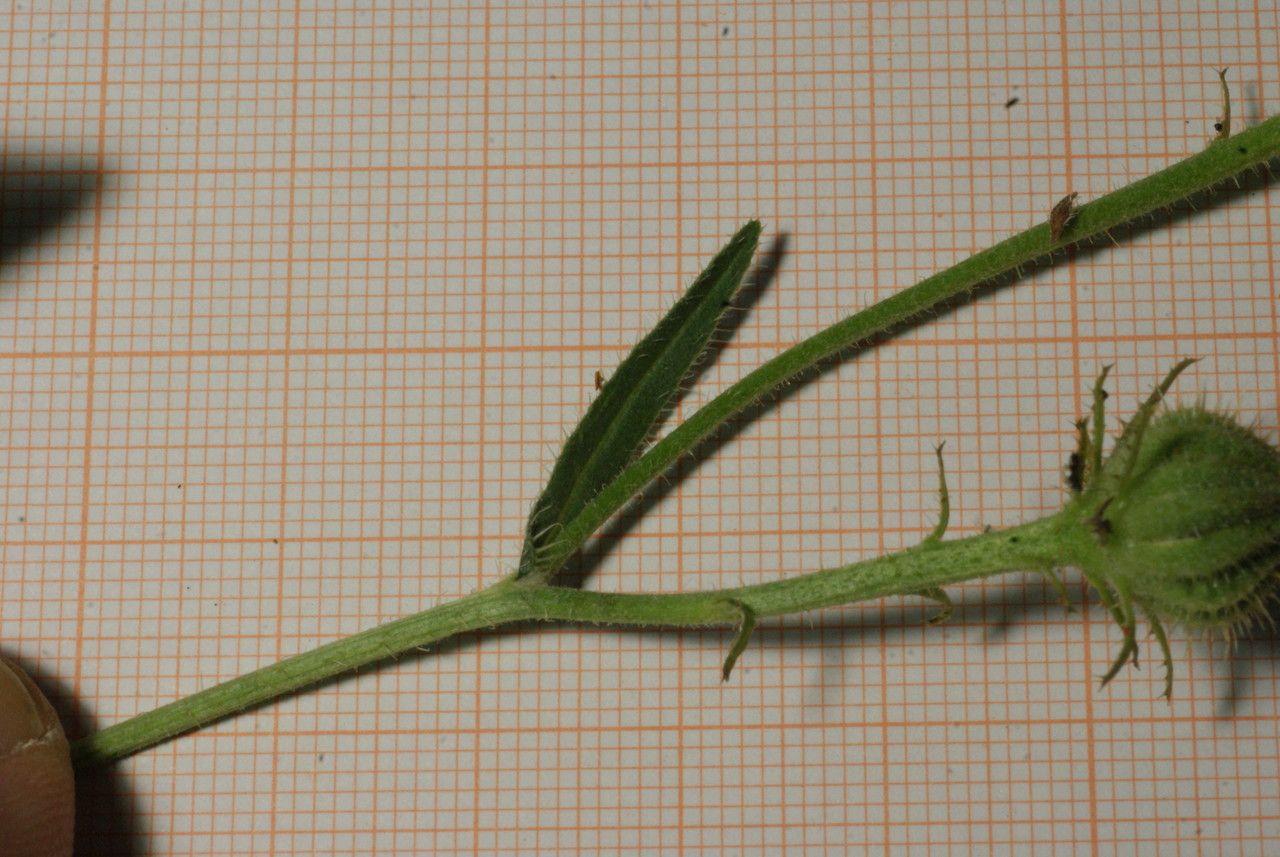 Picris cupuligera leaf