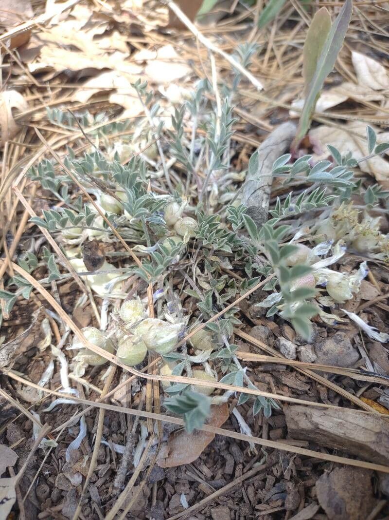 Astragalus lotiflorus — search result for 'Lotus'